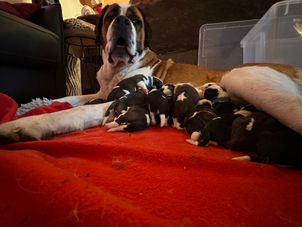 Nos chiots sont arrivés 🥰🐶