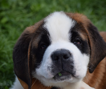 st-bernard, saint-bernard
