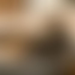 Nos chiots Norwich Terriers