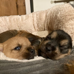 Nos chiots Norwich Terriers