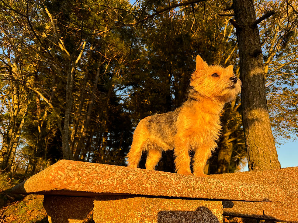 Norwich Terrier Uska