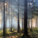 The forest is a place of shadows and at the same time a symbol of paradise