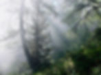 Mystical forest with fog and conifers, as in the song by Ibadet Ramadani “Forest” 