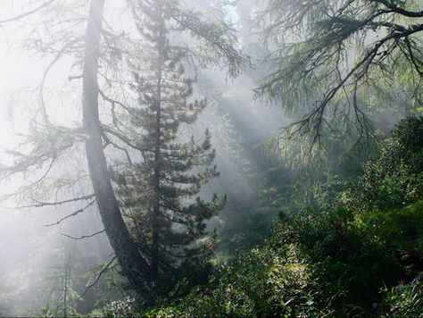 Ibadet Ramadani "Forest" | Song