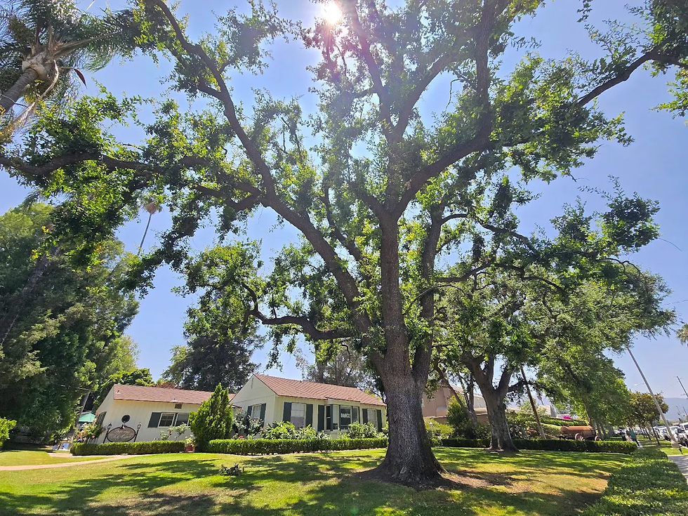 5 Beautiful Family Photo Locations Near Corona, CA | Top Photography Spots