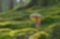 mushroom moss.jpg