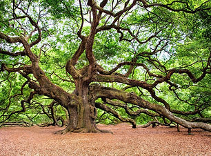 oak tree huge RegalShave .jpg