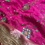 Thumbnail: The Maharaja Edit - Pure Tissue Silk Saree With Hand Embroidery