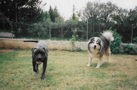 Max y Raixa