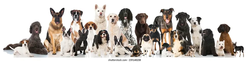 5 Consejos para escoger el mejor perro para ti