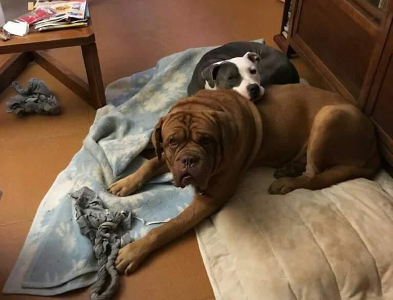 Doguito y Balu