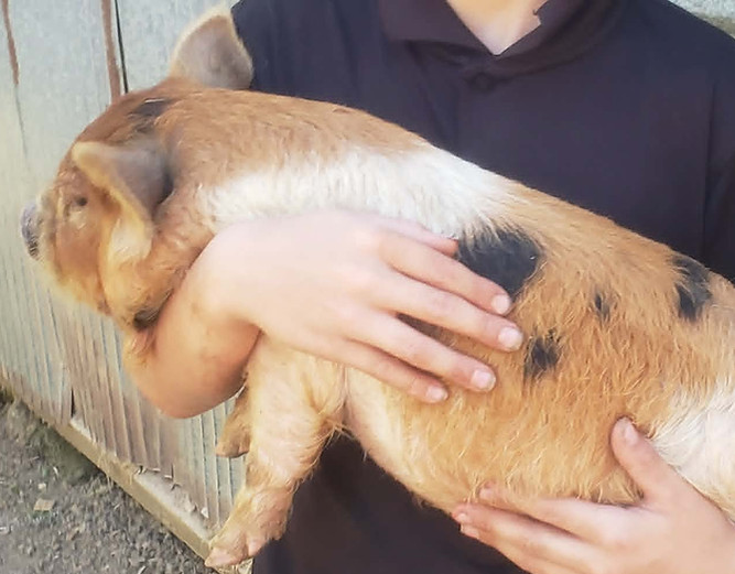 1belted gilt.jpg
