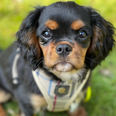 Dog learning eye contact