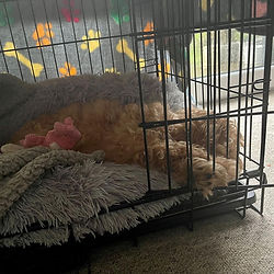 Puppy crate training