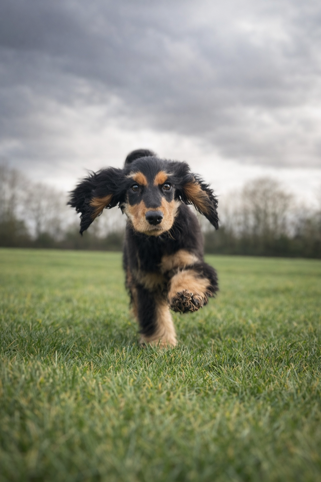 Boder Collie recalling
