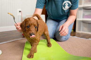 allison pup lick lips sm.jpg