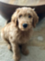 Goldendoodle