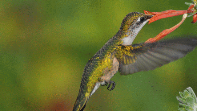 aves-y-pajarigos-gif-gifmaniacos.es-17.gif
