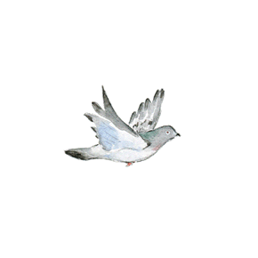 gif-paloma-12.gif