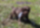 Cockapoo