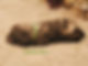 Cocapoo