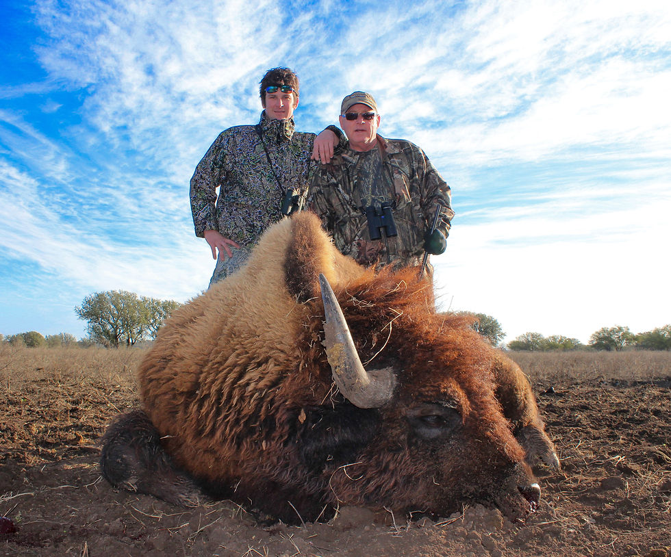 JERSEY JOE - AMERICAN BISON