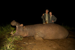 HIPPO