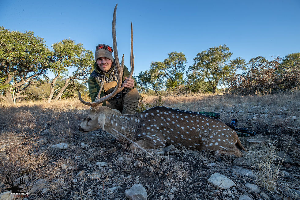 AXIS DEER