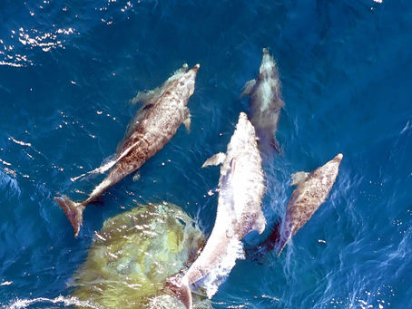 Seeking, Searching, and Gratitude in the Sea of Cortes