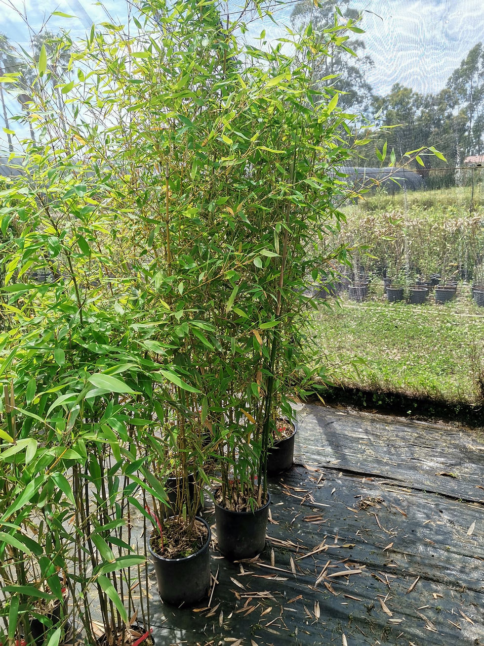 Thumbnail: Phyllostachys aurea