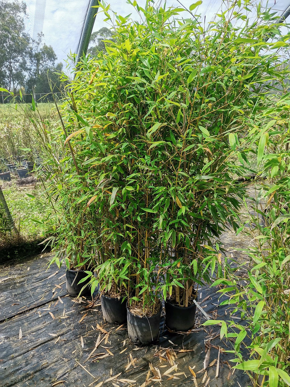 Miniature : Phyllostachys Aurea ‘Koi’