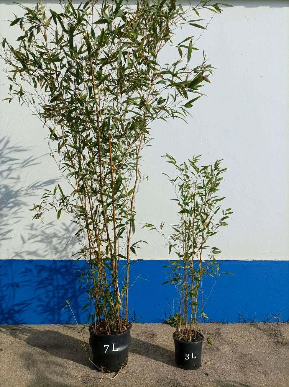 Thumbnail: Phyllostachys Aureosulcata ‘Spectabilis’