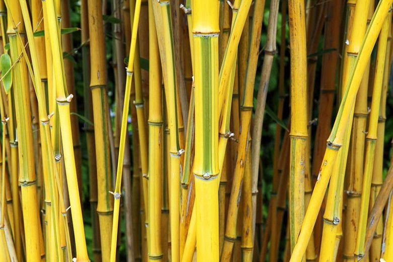 Miniatura: Trio de Bambu colorido 6 plantas 3L - Alastrante