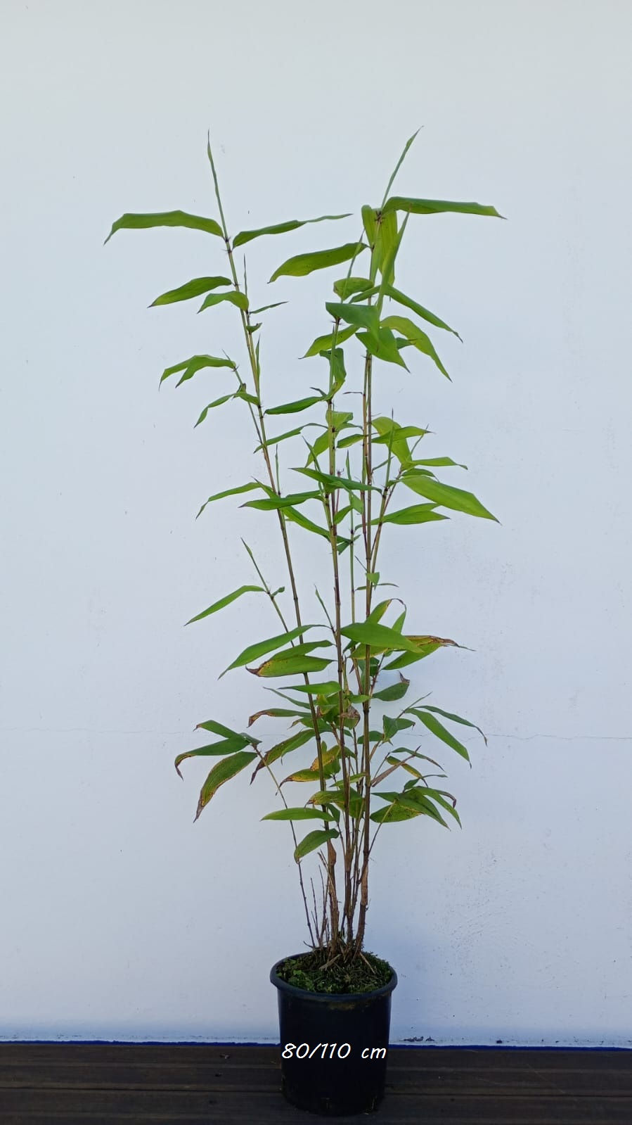 Thumbnail: Phyllostachys edulis