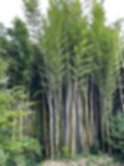 Phyllostachys Nigra ‘Boryana’