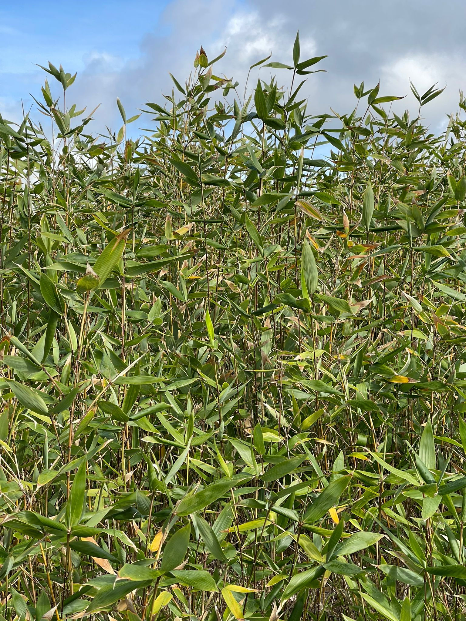 Hibanobambusa tranquillans