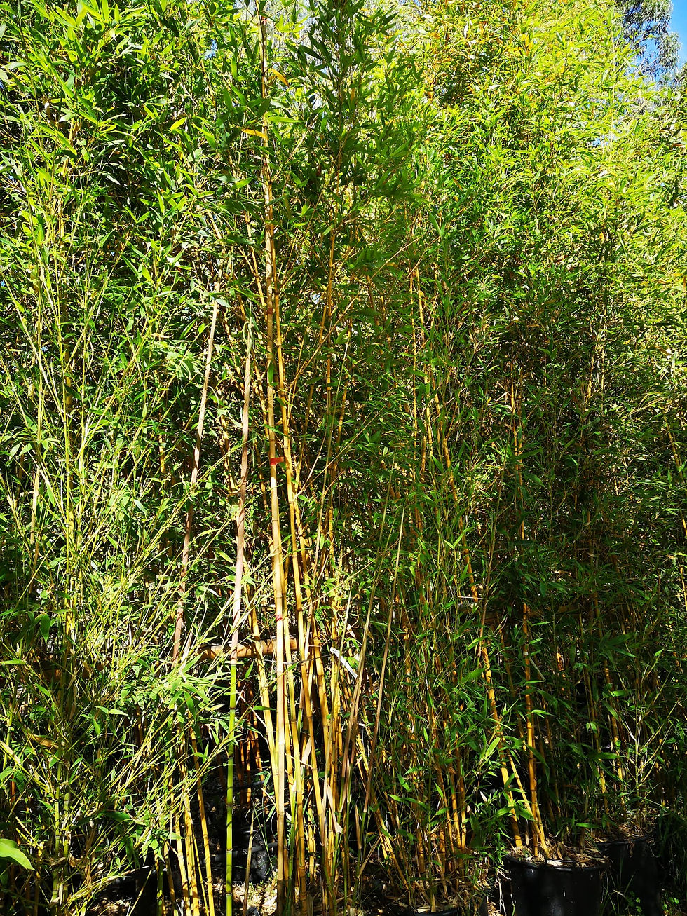 Miniature : Phyllostachys Aurea ‘Koi’