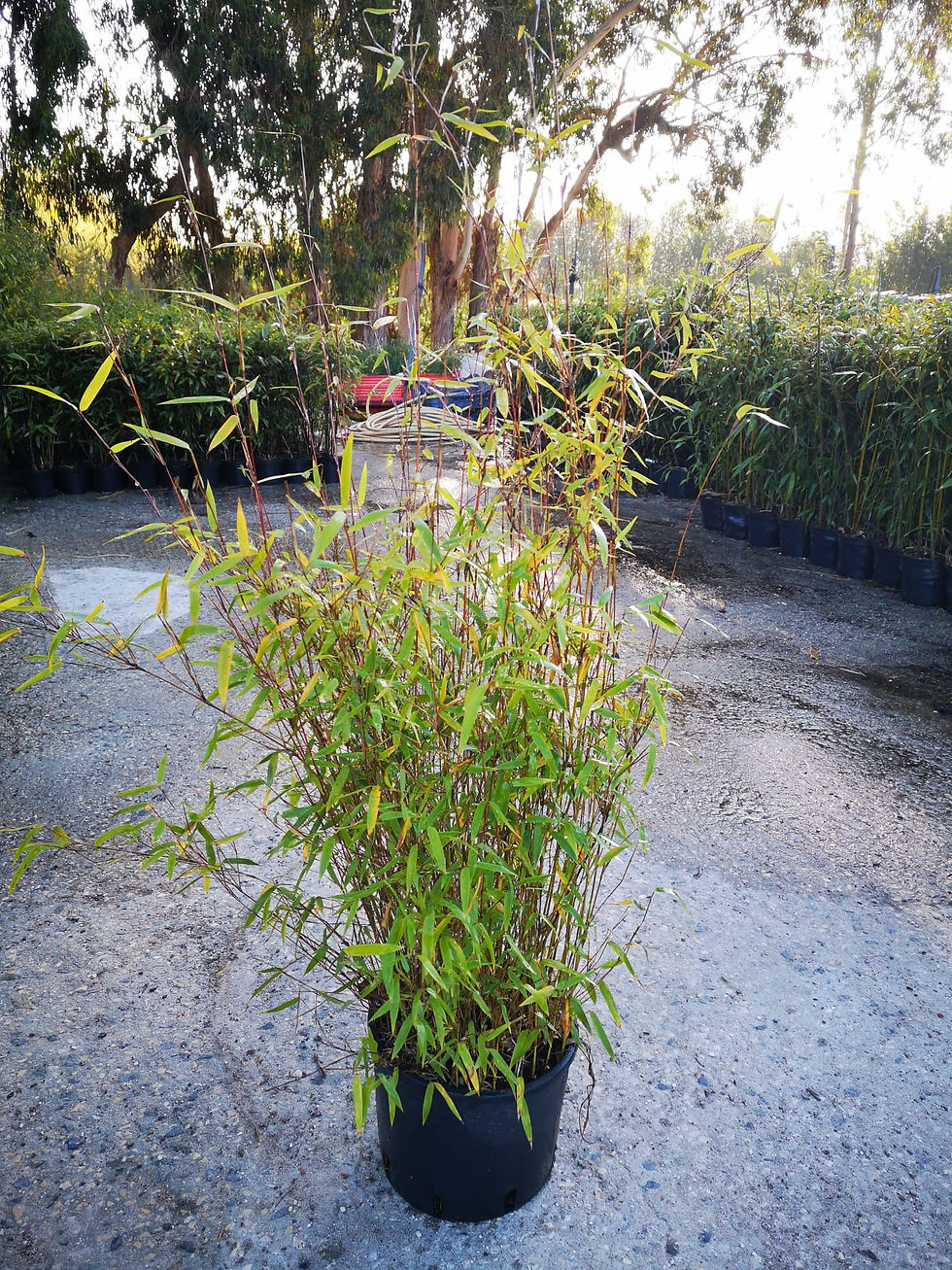 Miniature : Fargesia sp. Jiuzhaigou