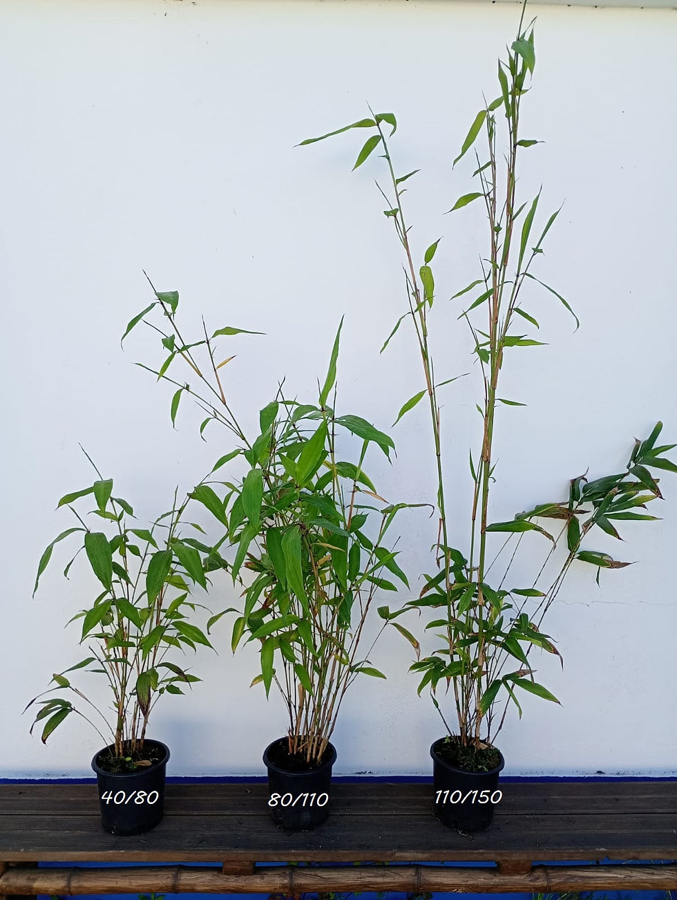 Miniature : Phyllostachys edulis