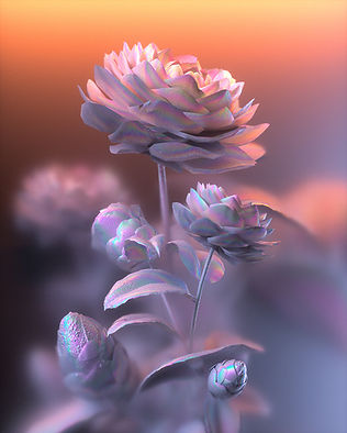 DAY 1611.jpg