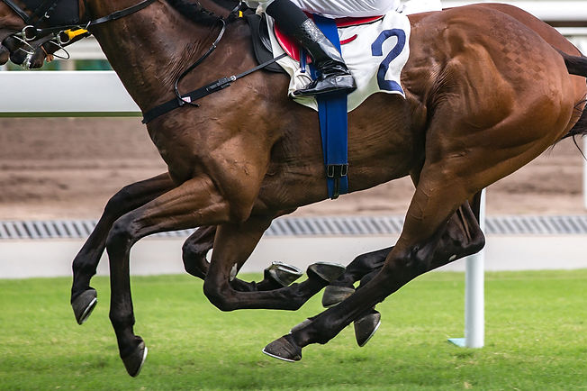Racehorse_credit Wirestock.jpg