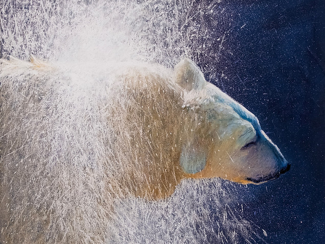 LisaGleim-ShakeItUp-Pastel-16x20.jpeg