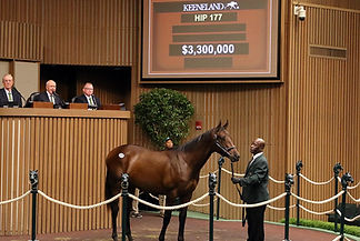 Hip 177 $3 Million Gun Runner Colt at KEE Sept Yearling Sale[1].jpeg