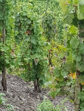 Reife Weintrauben an der Weinrebe in Longuich