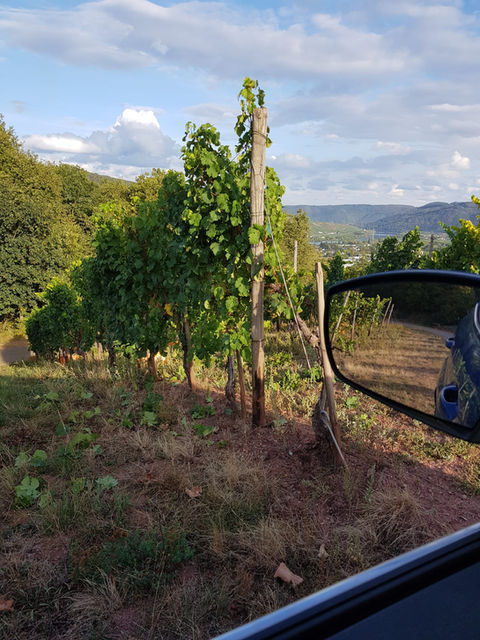 Weinberge in Longuich bei Sonnenuntergang
