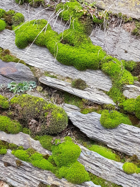 Moos bedeckt Schieferplatten