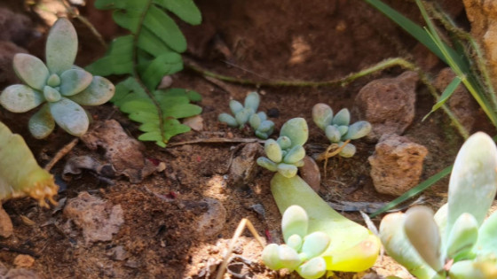 Growing Succulentus is simple