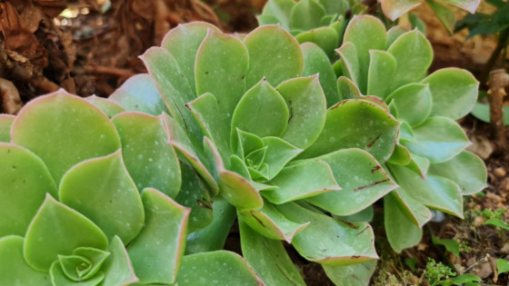 growing-succulentus-on-earth-in-the-Israeli-garden
