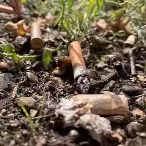 Los impactos ecológicos del tabaco y la vida natural