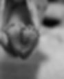 JPEG image-4BB9-9185-A5-0.jpeg